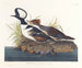 Kaczka huppée - John James Audubon — widok dzieła