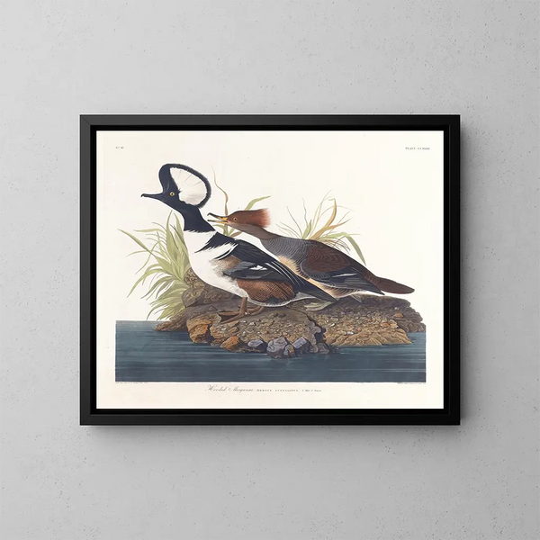 Kaczka huppée - John James Audubon — oprawiony obraz na ścianie