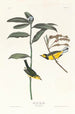 Paruline à capuchon - John James Audubon — widok dzieła