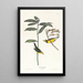 Paruline à capuchon - John James Audubon — oprawiony obraz na ścianie