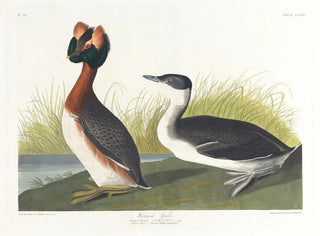 Czaplą czarną - John James Audubon — widok dzieła