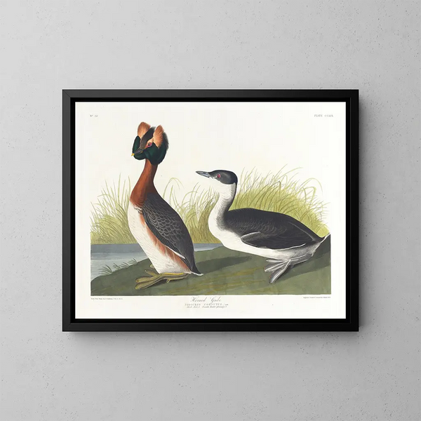 Czaplą czarną - John James Audubon — oprawiony obraz na ścianie
