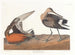 Barge hudsonienne - John James Audubon — widok dzieła