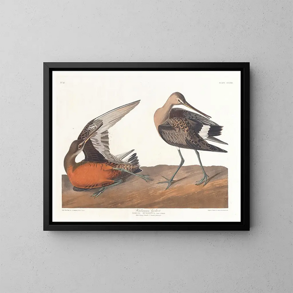 Barge hudsonienne - John James Audubon — oprawiony obraz na ścianie