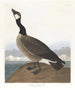 Bernache nonnette de Hutchins - John James Audubon — widok dzieła