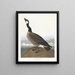 Bernache nonnette de Hutchins - John James Audubon — oprawiony obraz na ścianie