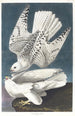 Faucon gerfaut - John James Audubon — widok dzieła
