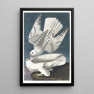 John James Audubon - Iceland or jer falcon.webp