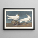 Goéland ivoirin - John James Audubon — oprawiony obraz na ścianie