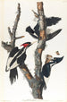 Pic à bec ivoire - John James Audubon — widok dzieła