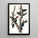 Pic à bec ivoire - John James Audubon — oprawiony obraz na ścianie