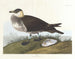 Myśliwy - John James Audubon — widok dzieła