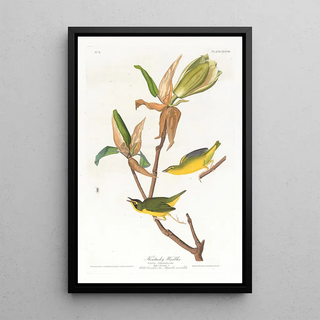 John James Audubon - Kentucky warbler.webp