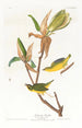 Paruline du Kentucky - John James Audubon — widok dzieła