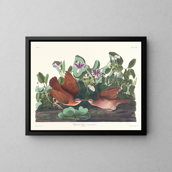 Kolumba z Key West - John James Audubon — oprawiony obraz na ścianie