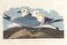 Mouette tridactyle - John James Audubon — widok dzieła