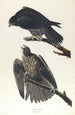 Faucon du Labrador - John James Audubon — widok dzieła