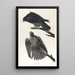 Faucon du Labrador - John James Audubon — oprawiony obraz na ścianie