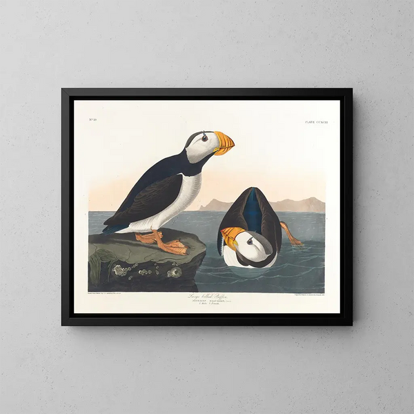 Puffin à gros bec - John James Audubon — oprawiony obraz na ścianie