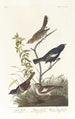 Bruant des prés Bruant des prairies Moineau chanteur brun - John James Audubon — widok dzieła