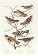Bruant lazuli Bouvreuil à cou cramoisi Linotte à couronne grise Vacher gros-bec de soirée Plectrophane brun - John James Audubon — widok dzieła
