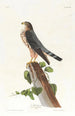 Le petit caporal - John James Audubon — widok dzieła