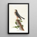 Le petit caporal - John James Audubon — oprawiony obraz na ścianie