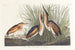 Petit blongios - John James Audubon — widok dzieła