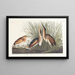 Petit blongios - John James Audubon — oprawiony obraz na ścianie