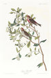 Sizerin flammé - John James Audubon — widok dzieła