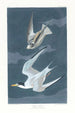 Mała gwiazda - John James Audubon — widok dzieła