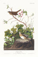 Bruant de Lincoln - John James Audubon — widok dzieła