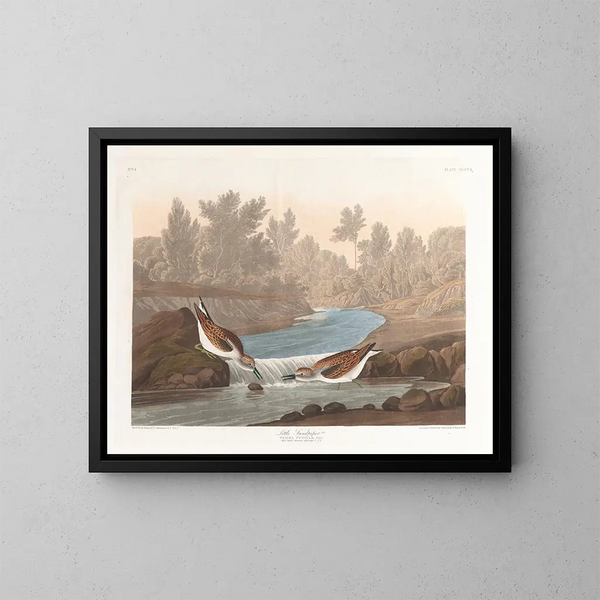 Mały biegacz - John James Audubon — oprawiony obraz na ścianie