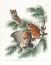 Sowa uszata - John James Audubon — widok dzieła