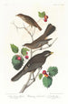 Grive fauve - John James Audubon — widok dzieła