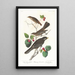 Grive fauve - John James Audubon — oprawiony obraz na ścianie