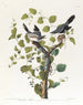 Pie-grièche migratrice - John James Audubon — widok dzieła