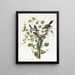 Pie-grièche migratrice - John James Audubon — oprawiony obraz na ścianie