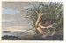 Kurleja długoszyjego - John James Audubon — widok dzieła