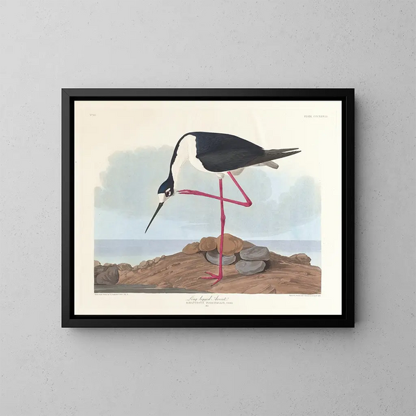 Wodnik długi nogi - John James Audubon — oprawiony obraz na ścianie