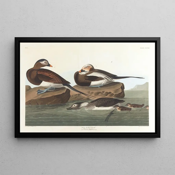 Kaczka długoszyja - John James Audubon — oprawiony obraz na ścianie