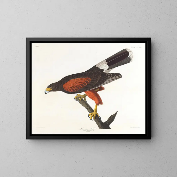 Faucon de Louisiane - John James Audubon — oprawiony obraz na ścianie