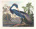 Heron z Luizjany - John James Audubon — widok dzieła