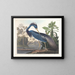 Heron z Luizjany - John James Audubon — oprawiony obraz na ścianie