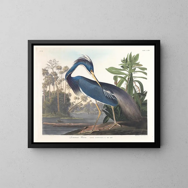 Heron z Luizjany - John James Audubon — oprawiony obraz na ścianie