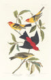 Tangara Louisiane Tangara karmazynowa - John James Audubon — widok dzieła