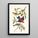 Tangara Louisiane Tangara karmazynowa - John James Audubon — oprawiony obraz na ścianie