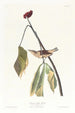Grive de Louisiane - John James Audubon — widok dzieła