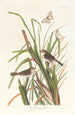 Pinson de MacGillivray - John James Audubon — widok dzieła