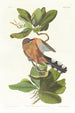Coulicou des mangroves - John James Audubon — widok dzieła